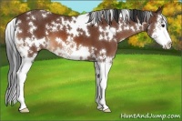 Horse Color:White Spotted Bay Splash 