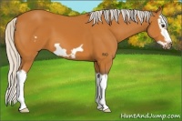 Horse Color:Silver Bay Splash Frame