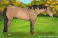 Horse Color:Sable Champagne 