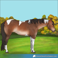 Horse Color:Bay Tobiano Rabicano