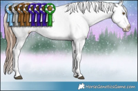 Horse Color:Brown Near Leopard 