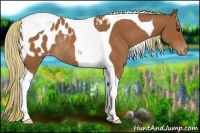 Horse Color:Chestnut Tobiano Appaloosa Rabicano