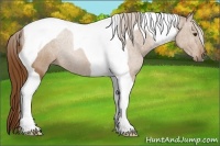 Horse Color:Chestnut Tobiano