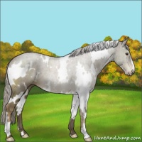 Horse Color:White Spotted Chocolate Palomino 