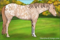 Horse Color:Gold Champagne Appaloosa and Gold Champagne Appaloosa