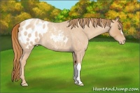 Horse Color:Gold Champagne Roan Appaloosa 