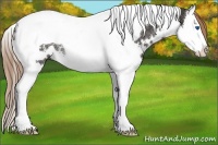 Horse Color:White Spotted Liver Chestnut Splash Tobiano Rabicano