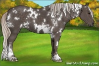 Horse Color:White Spotted Silver Black 
