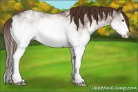 Horse Color:White Spotted Liver Chestnut Sabino Splash Appaloosa 