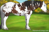 Horse Color:White Spotted Brown Sabino Splash Snowcap 