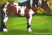 Horse Color:White Spotted Brown 