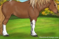 Horse Color:Chestnut Tobiano Rabicano 