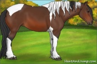 Horse Color:Bay Sabino Tobiano 