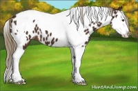 Horse Color:Liver Chestnut Splash Tobiano Appaloosa 