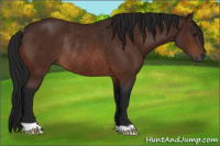 Horse Color:Gray Bay Rabicano