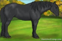 Horse Color:Black Rabicano 