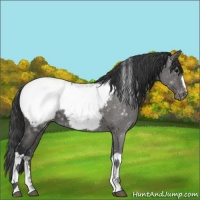 Horse Color:Black Appaloosa
