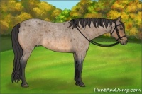 Horse Color:Buckskin Roan 
