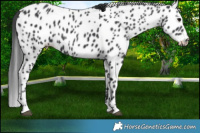 Horse Color:Black Appaloosa Rabicano 