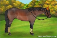 Horse Color:Bay Roan 