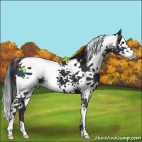 Horse Color:Black Splash Tobiano 