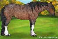 Horse Color:Bay and Bay Roan