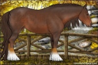 Horse Color:Liver Chestnut 