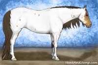 Horse Color:Buckskin Appaloosa 