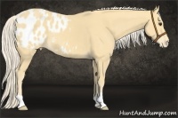 Horse Color:Palomino Appaloosa