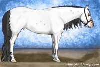 Horse Color:Bay Roan Appaloosa