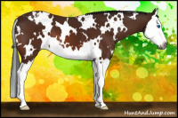 Horse Color:Gray White Spotted Bay Splash Appaloosa 