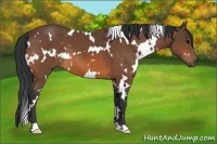 Horse Color:White Spotted Bay 