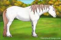 Horse Color:Amber Cream Champagne Ice Pearl Onyx