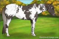 Horse Color:White Spotted Smoky Blue Roan Appaloosa 