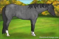Horse Color:Smoky Blue Roan 