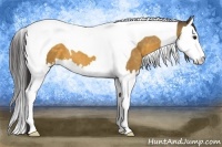 Horse Color:Buckskin Sabino Splash Tobiano