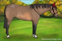 Horse Color:Buckskin Roan 