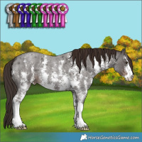 Horse Color:Liver Red Roan Sabino 