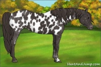 Horse Color:Smoky Black Appaloosa 