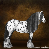 Horse Color:Gray Black Near Leopard 