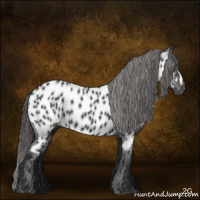 Horse Color:Gray Black Near Leopard 