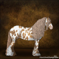 Horse Color:Gray Gold Cream Champagne Appaloosa 