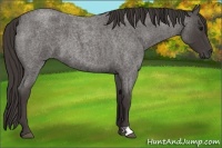 Horse Color:Smoky Blue Roan 