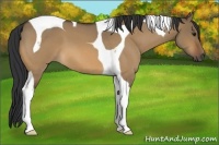 Horse Color:Brown Roan Dun Tobiano 