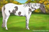 Horse Color:White Spotted Silver Black Tobiano 