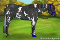Horse Color:White Spotted Black