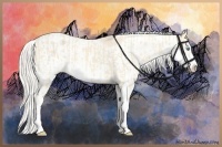 Horse Color:Cremello Sabino  and Cremello Sabino Frame 