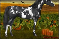 Horse Color:White Spotted Black 