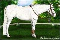 Horse Color:Palomino Roan Appaloosa