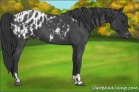 Horse Color:Blue Roan  and Blue Roan Blanket 